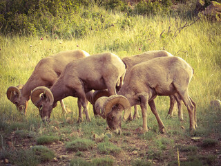 Fototapeta na wymiar Bighorn sheep 
