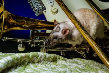 Pet Rats Musical Instruments