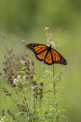 A monarch butterfly on a flower with wings spread and soft green meadow background 