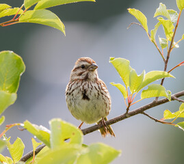 A song sparrow (Melospiza melodia) on a leafy branch 