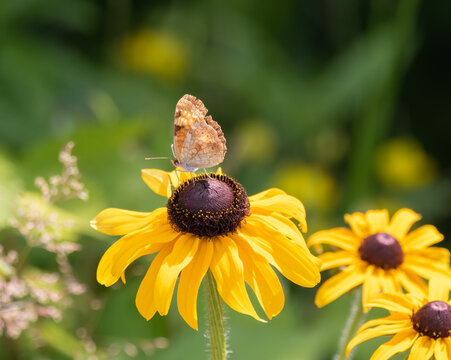 A close up of a butterfly on Black-eyed Susan wildflower (Rudbeckia hirta ) in a field  in summertime in Muskoka 