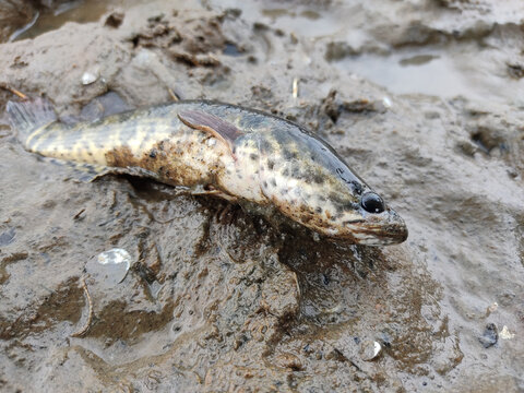 Closeup Shot Of A Northern Snakehead Fish On The Sand