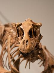 dinosaur in the museum