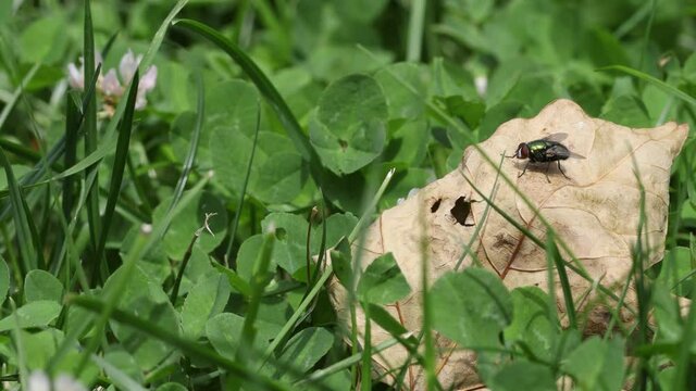 Blowfly moving around and on a dead leaf on the ground