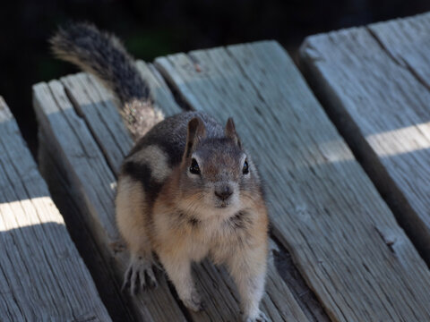 squirrel in the park