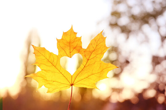 yellow leaf with a heart in a female hand, background of golden leaves lie chaotically on the ground, autumn mood concept, seasonal - Powered by Adobe