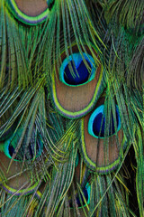 Obraz premium peacock feather and feathers