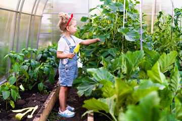 a little blonde girl in a greenhouse with a shoulder blade and a rake takes care of plants, the...