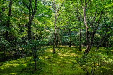 Fototapeta na wymiar Japanese Woods