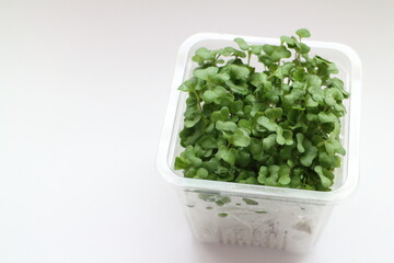 シンプルなブロッコリースプラウトの素材