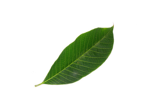 Rubber tree leaf isolated on white background. Para rubber tree (Hevea brasiliensis), also known as sharinga tree, seringueira,rubber tree or rubber plant
