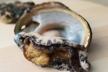 Closeup of live abalone stretching out to reveal its interior membranes