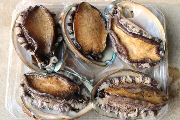 Closeup of fresh live abalones