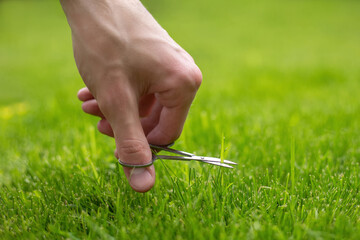 hand with scissors mows a fresh green lawn