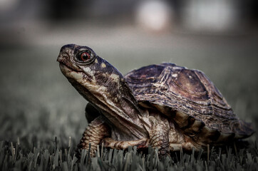 Dark tortoise