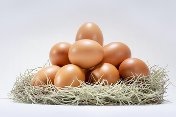 Chicken egg in  nest  
