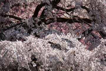 ソメイヨシノと山桜の２色