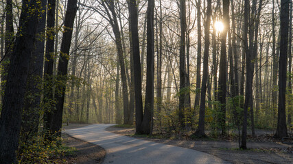 Spring Forest and Road at Dawn, Warren Dunes State Park, Michigan