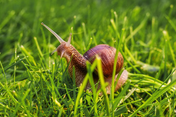 snail crawls on the green grass in the sunlight