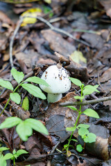 mushroom in the forest