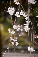 枝垂れ桜