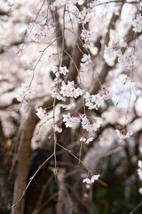 枝垂れ桜