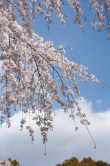 枝垂れ桜