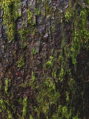 old wood bark texture with moss closeup background