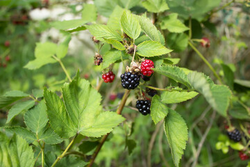 Raspberry blackberry berries in different stages of ripening on vine with green leaves