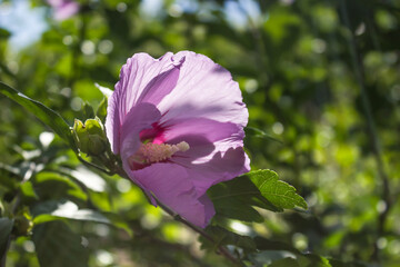 Pink hibiscus mallow hollyhock tree flowers under blue sky in garden