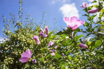 Pink hibiscus mallow hollyhock tree flowers under blue sky in garden