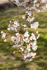 枝垂れ桜