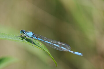 blue dragonfly on a green leaf