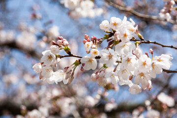 ソメイヨシノ　桜