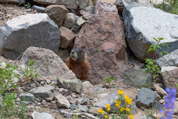 Yellow Belly Marmot peaking out of a hiding spot