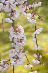 枝垂れ桜　さくら