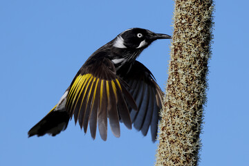 New Holland Honeyeater feeding on nectar of a Grass Tree