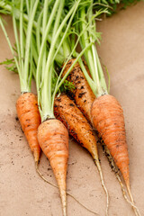 Close up of harvested carrots.