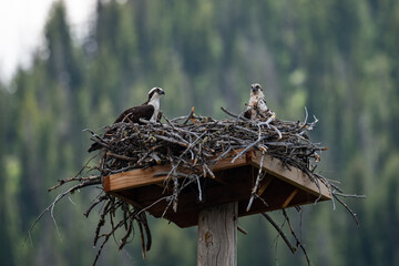 A nesting eagle couple