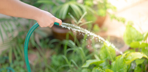 Hand spray water pours from a garden hose on sapling for the leisure activity and takes care the...
