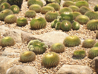 A garden with many cactus plants