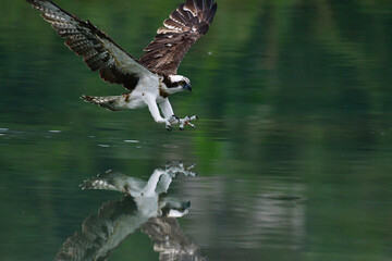Eagle flying in wildlife to hunting
