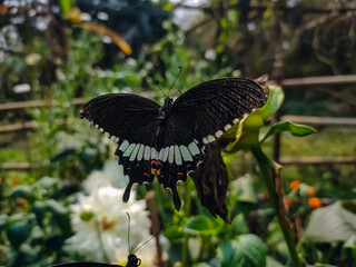 Papilio polytes, the common Mormon, is a common species of swallowtail butterfly widely distributed across Asia.