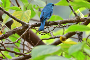 Beauty wildlife Bird living in forest 
