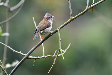 Beauty wildlife Bird living in forest 