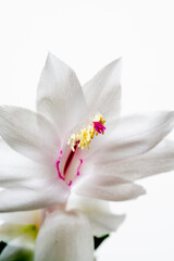 白背景の白いサボテンの花のクローズアップ
