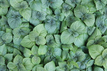 Closeup of sesame plants