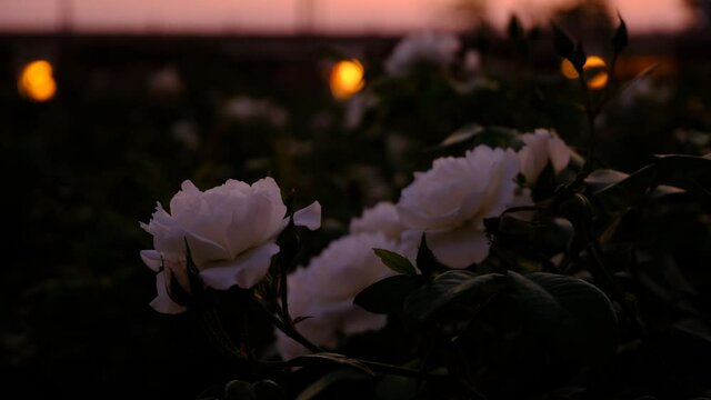  Close Up Shot Of Dramatic Rosery Ccene At Sunset With Bokeh Lights İn The Backgroun. Aesthetic White Roses.