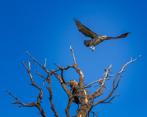 Eastern Osprey Crescent Head NSW Australia