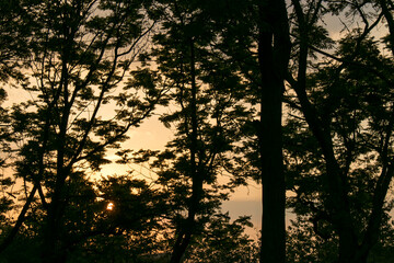 sunset in the forest